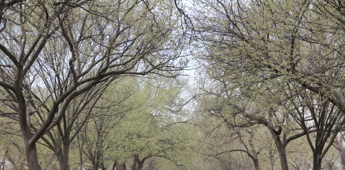 Scary Symmetrical Trees nature